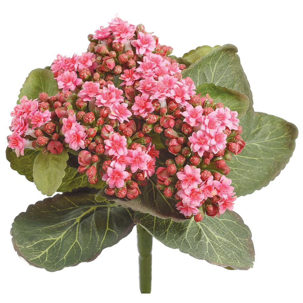Pink Kalanchoe Bush