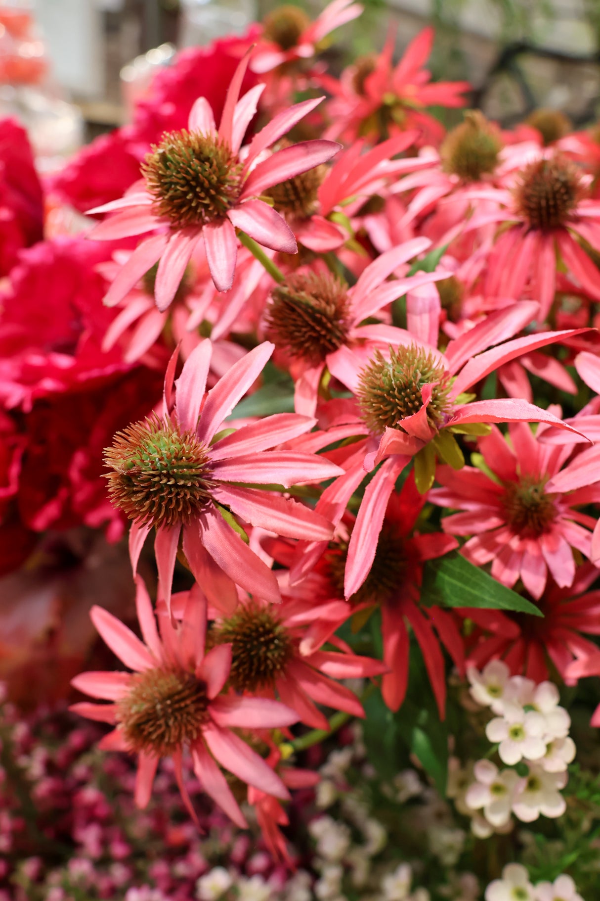 Cerise Echinacea Spray