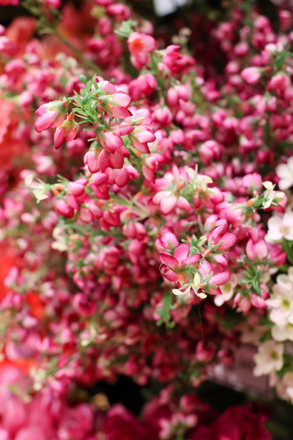 Fuchsia Baby Blossom Spray