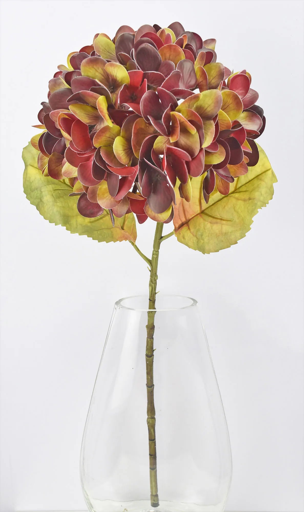 Deep Red Hydrangea Stem
