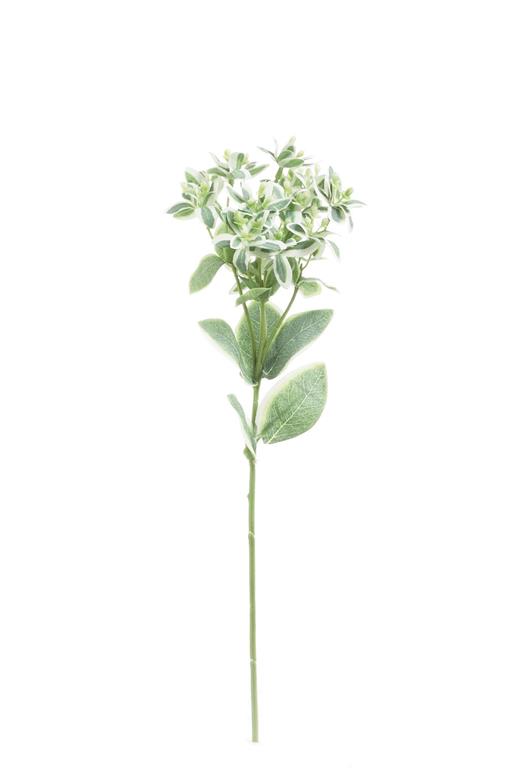 Snow On The Mountain Spray