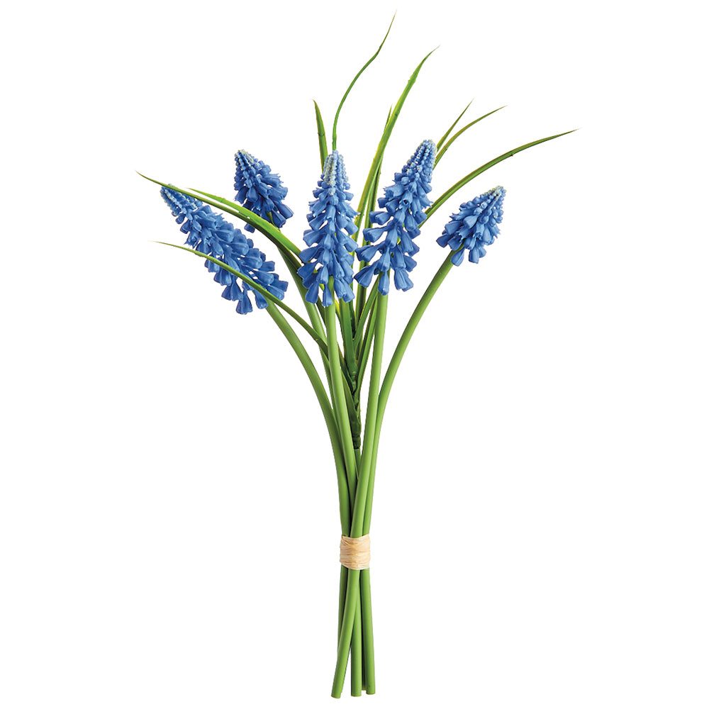 Blue Muscari Bundle