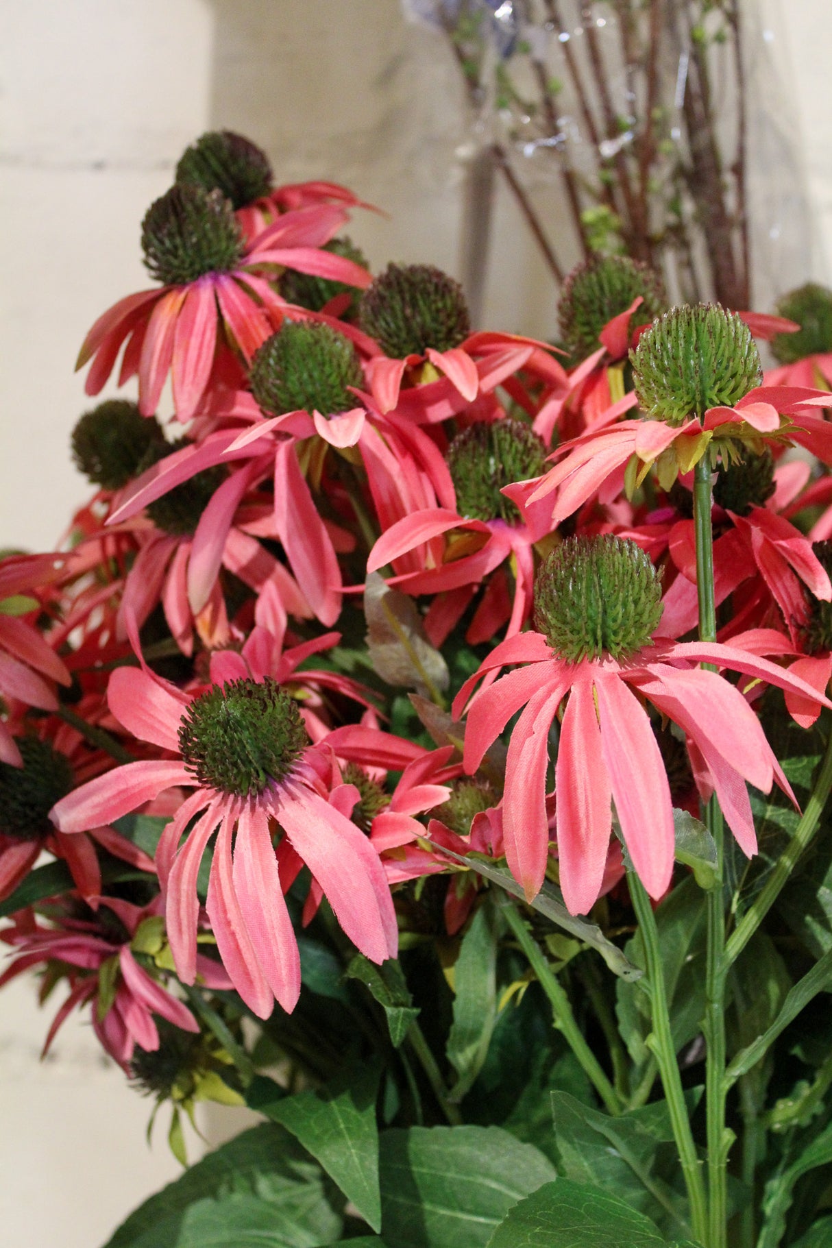 Cerise Echinacea Spray