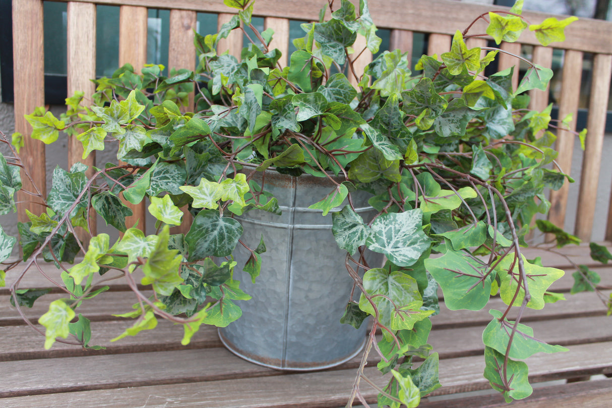 Frosted Garden Ivy Hanging Bush