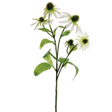 White Echinacea Spray