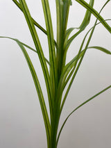 Green Flax Grass Spray