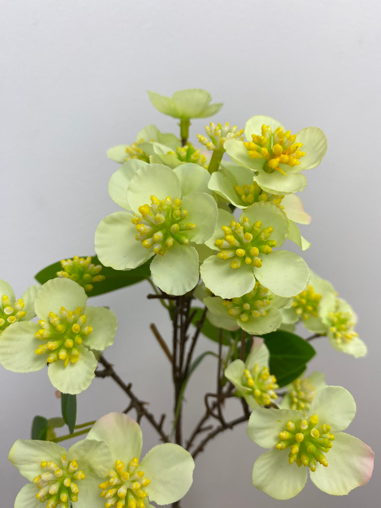 Green Dogwood Spray