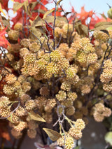 Gold Pearl Fruit Branch