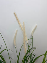 UV Protect Field Grass Bush
