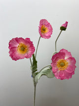 Pink Poppy Spray