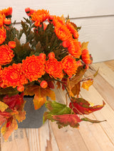 October Flame Step Sitter Kit