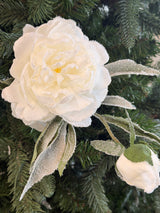 White Frosty Peony
