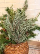 Gray Green Long Needle Pine Bundle
