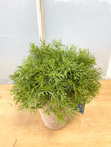 Real Touch Potted Sprengeri