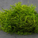Green Spanish Preserved Moss