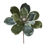 Magnolia Stem