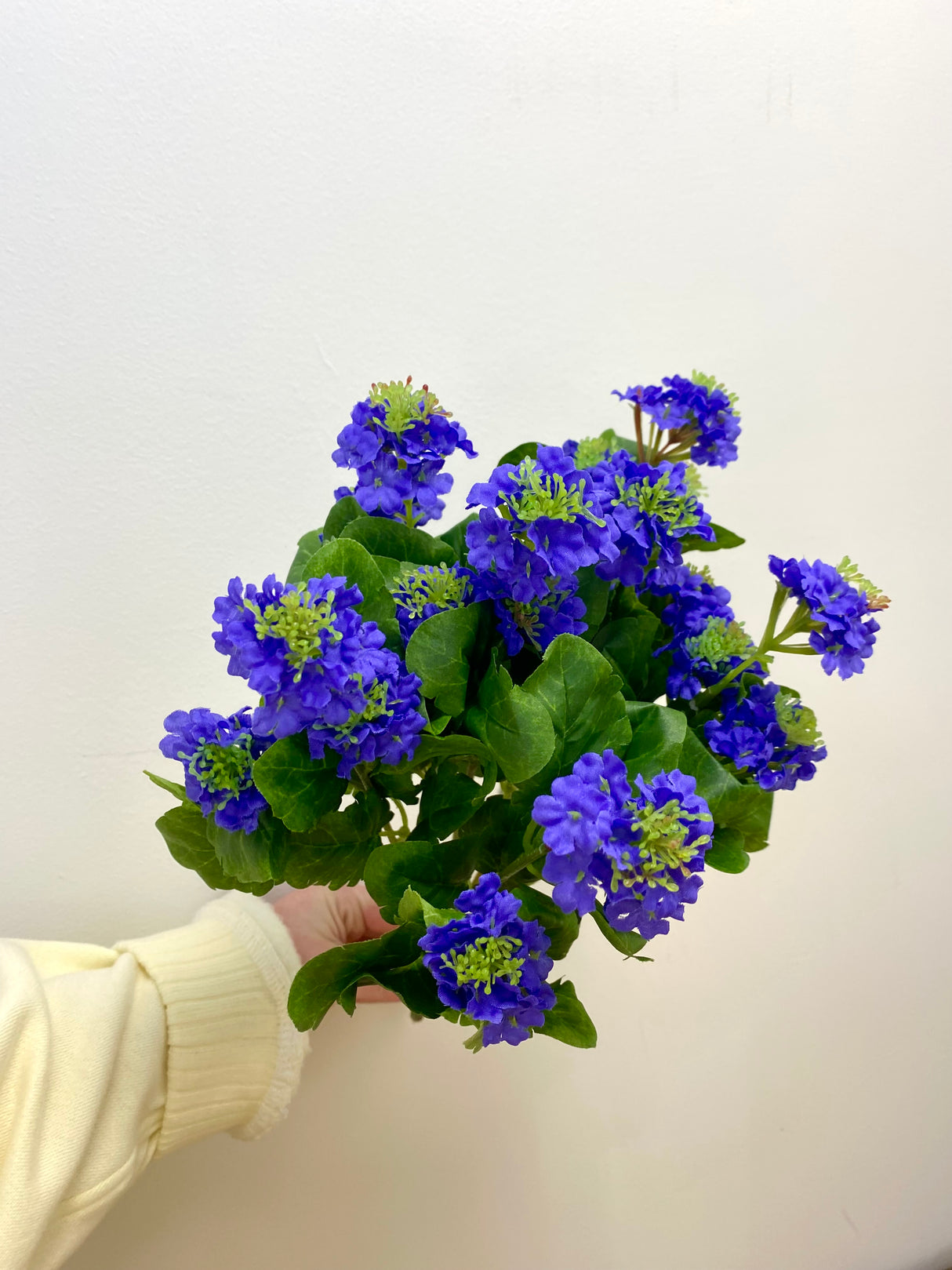 Purple Lantana Bush
