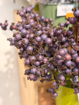 Plum Washed Current Berry Spray