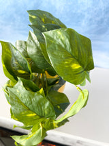 Athens Pothos Bush