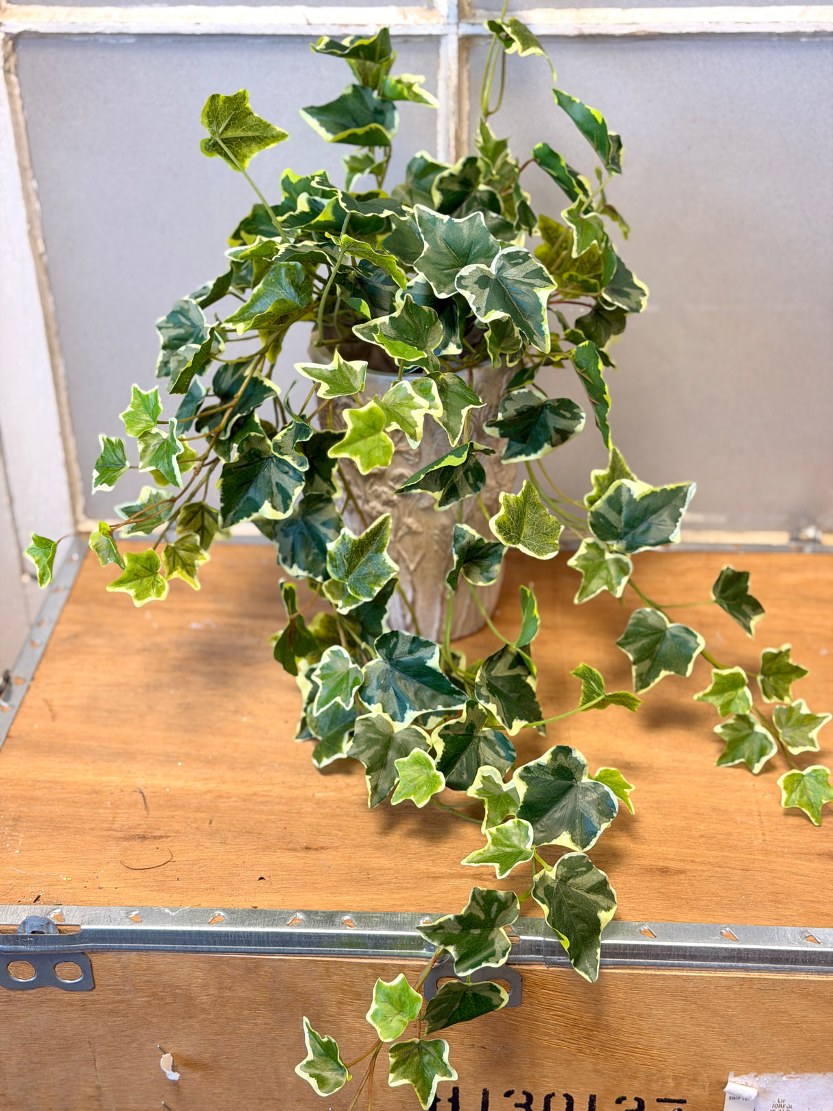 Rylee Variegated English Ivy Bush