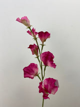 Fushcia Sweet Pea Spray