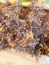 Leather Tea Leaf Bush
