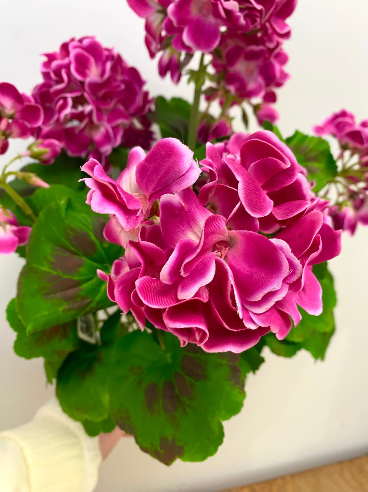 Fuchsia Geranium Bush