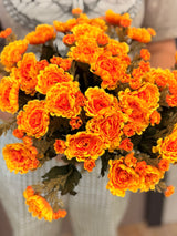 Yellow Orange Mini Mum Bush