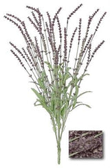 Breckenridge Lavender Bush