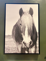 Curious Horse Art -Pickup Only