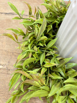 12" Smilax Candle Ring