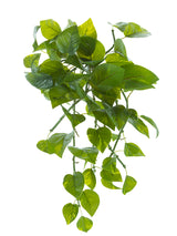 Variegated Potho Bush