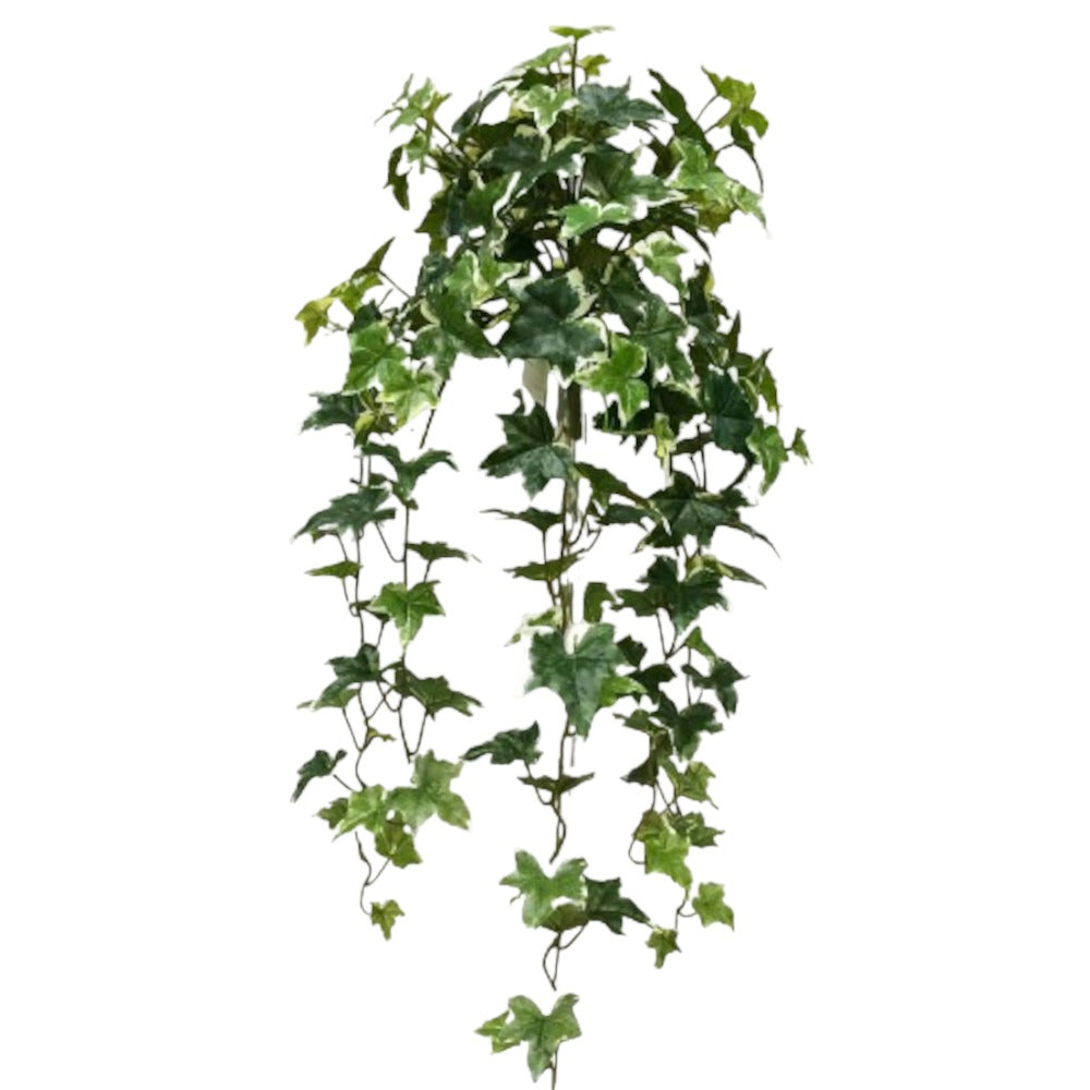 UV Protect Sage Ivy Hanging Bush