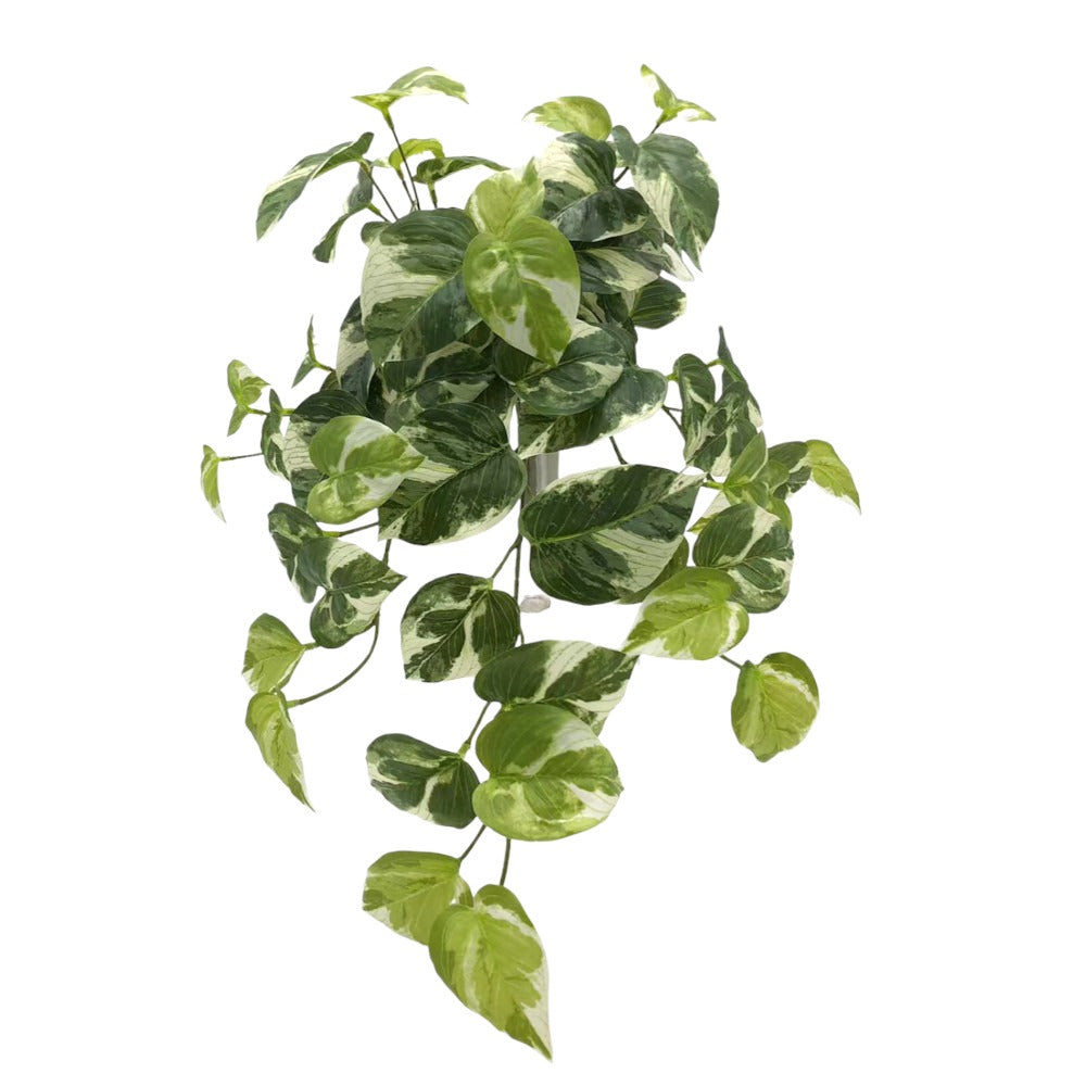 UV Protect Marble Pothos Hanging Bush