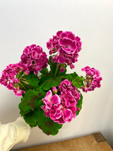 Fuchsia Geranium Bush