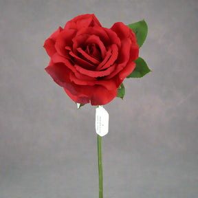 A single red rose with a green stem, against a white background.