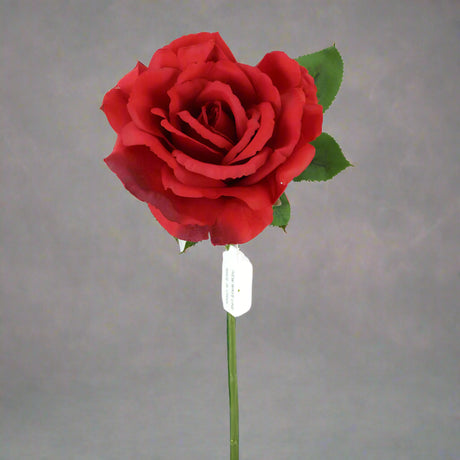 A single red rose with a green stem, against a white background.