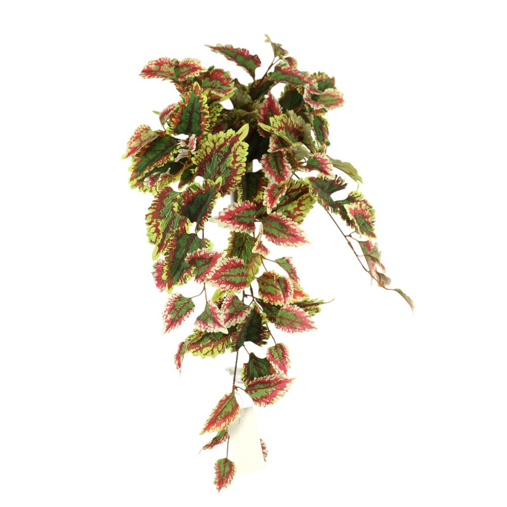 UV Protect Coleus Hanging Bush
