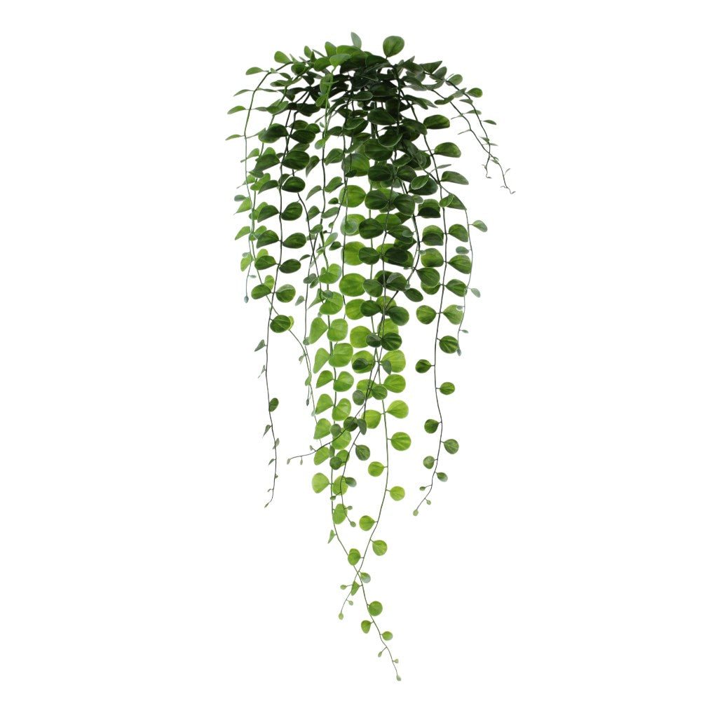 UV Protect Dichondra Hanging Bush