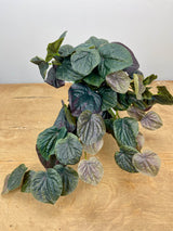 Dark Green Pepperomia Bush