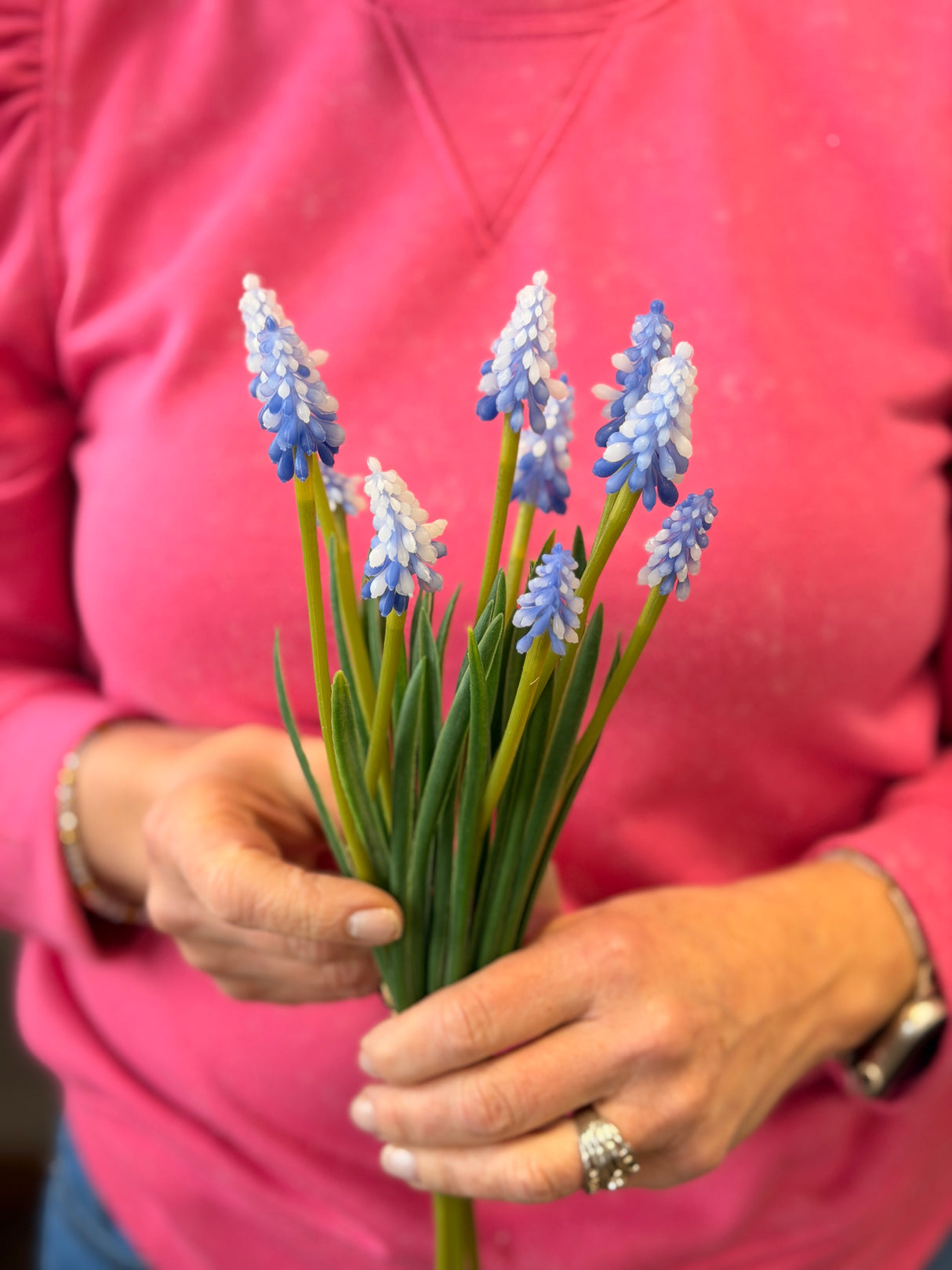 Blue Grape Hyacinth Bundle