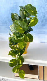 Athens Pothos Bush