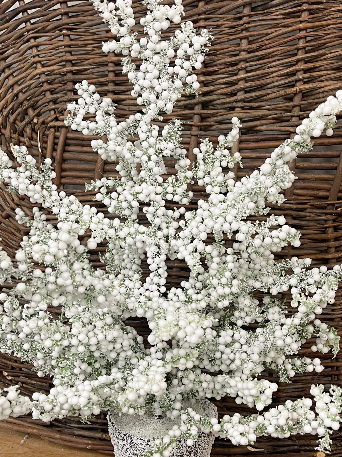 Small Snow Bubble Tree in Pot