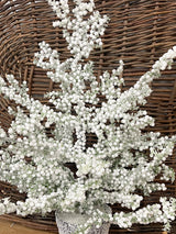 Small Snow Bubble Tree in Pot