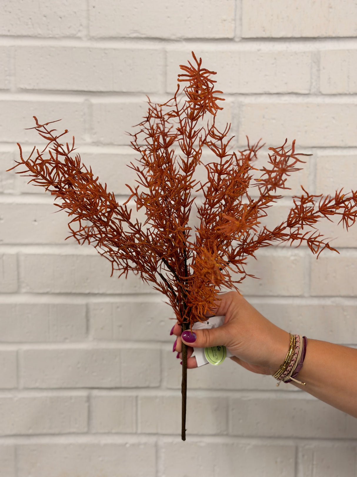 UV Protect Autumn Asparagus Fern Bush