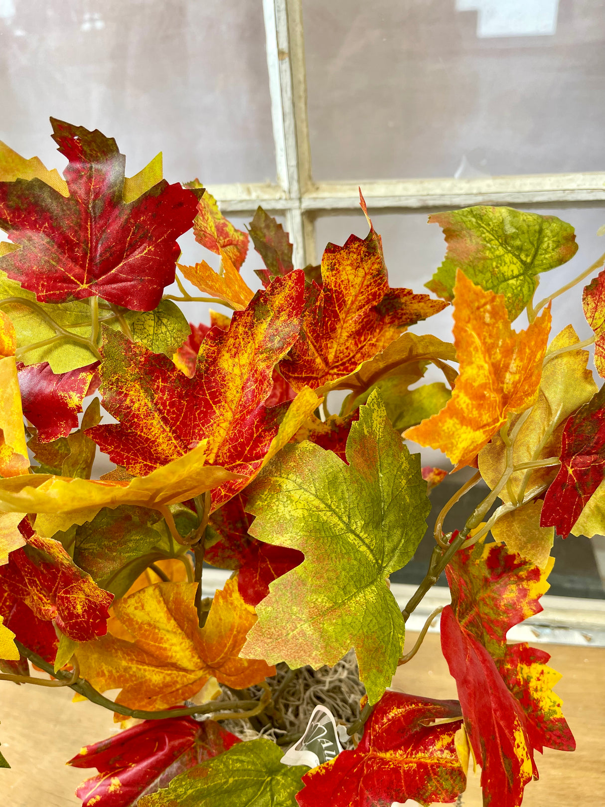Flame Maple Bush