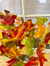 Flame Maple Bush