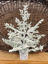 Small Snow Bubble Tree in Pot