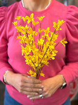 Jen Yellow Forsythia Bush