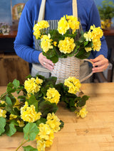 UV Protect Real Touch Yellow Geranium Bush